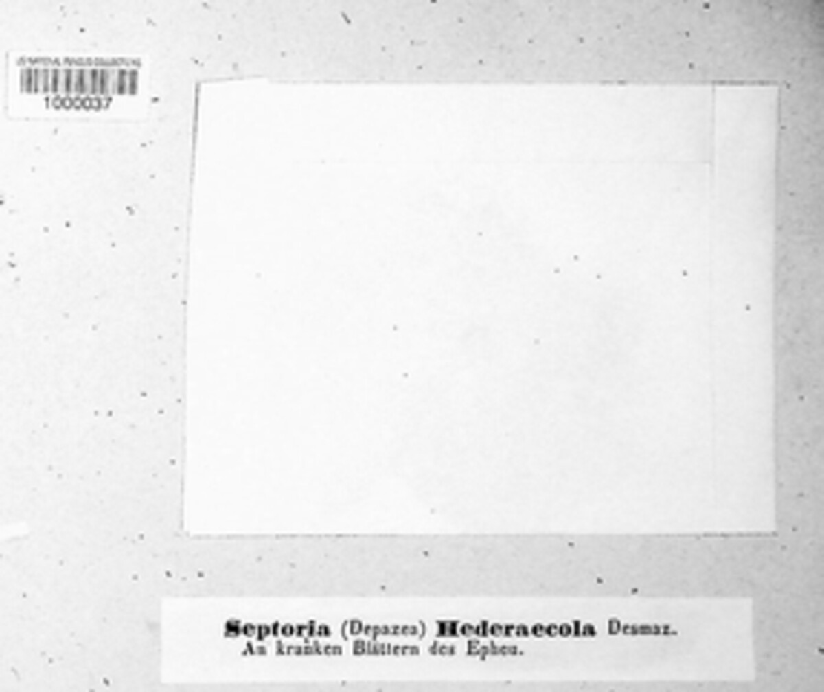 Septoria hedericola image